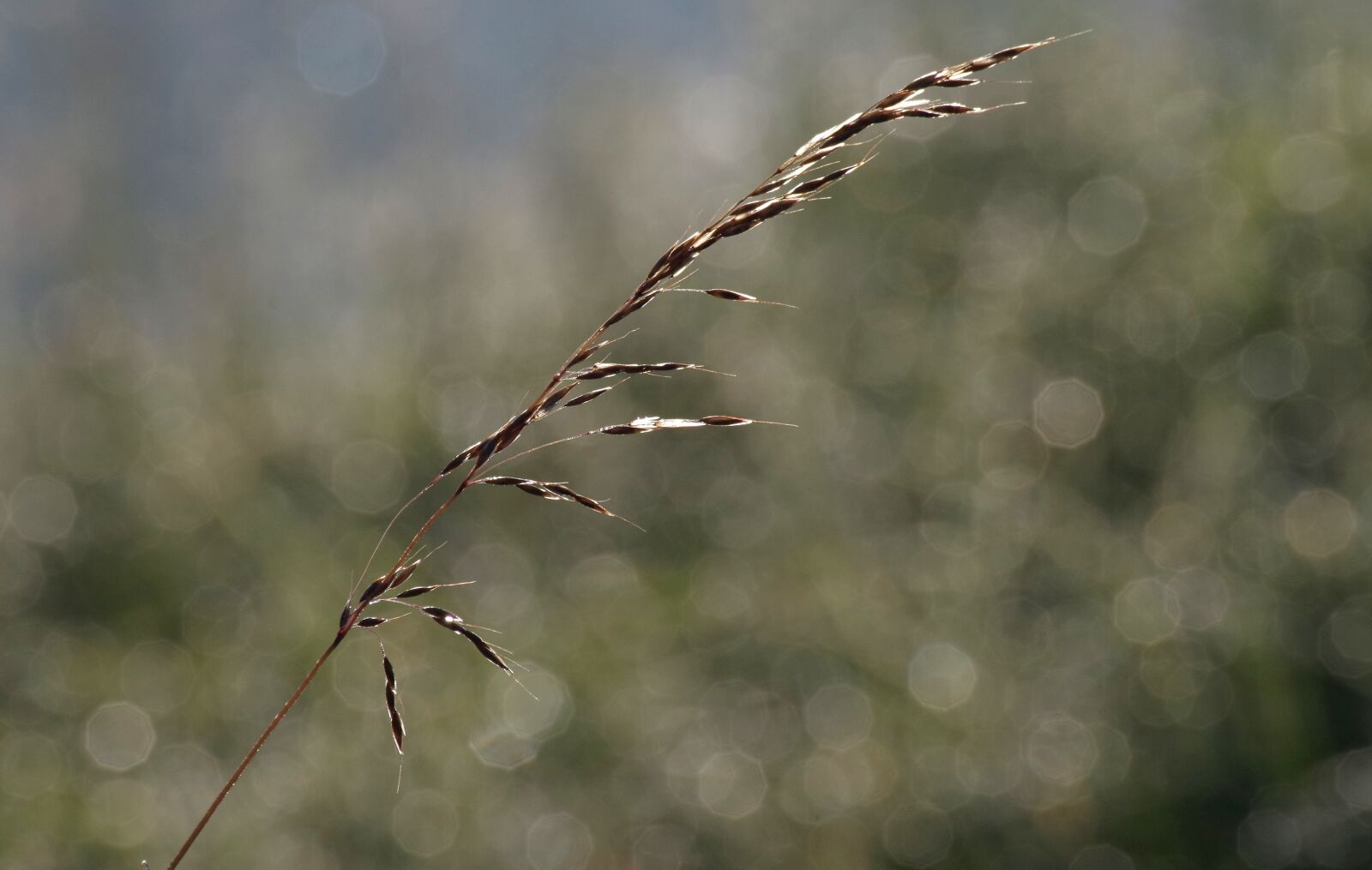 Pentax K-30 sample photo. Grasses, meadow, nature photography