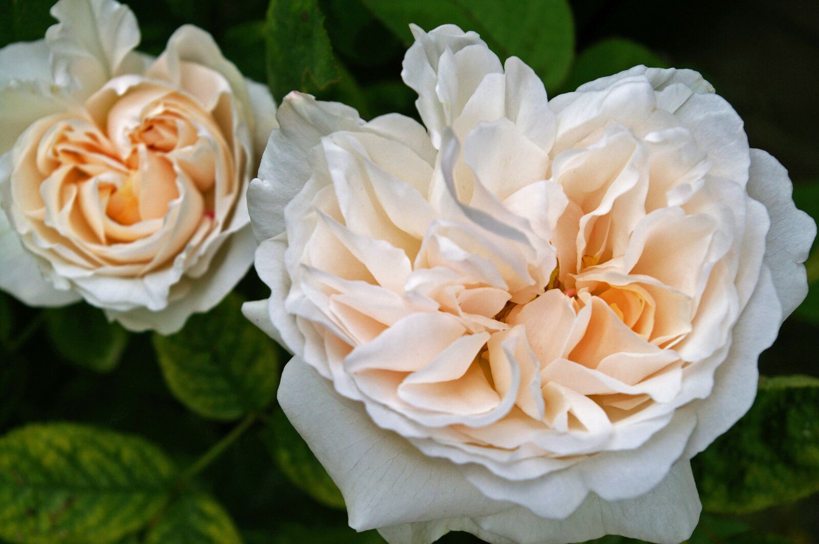 Pentax *ist DL2 sample photo. Rose, white rose, blossom photography