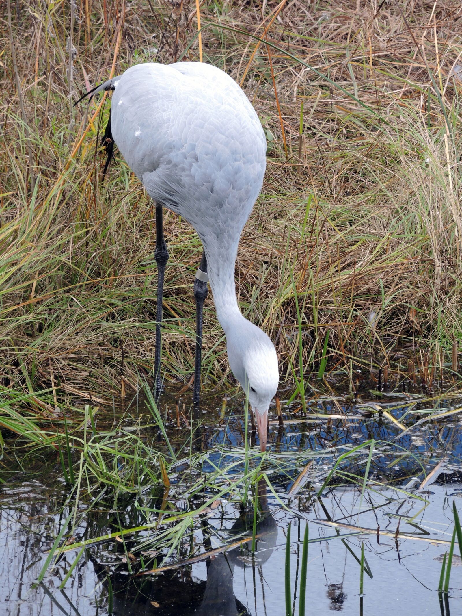 Nikon Coolpix P7800 sample photo. Crane, bird, pond photography