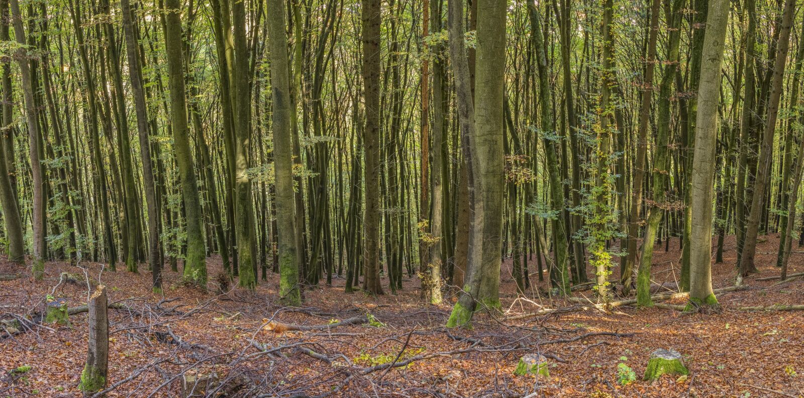 Sony a6300 + Sigma 30mm F2.8 EX DN sample photo. Forest, header, background photography