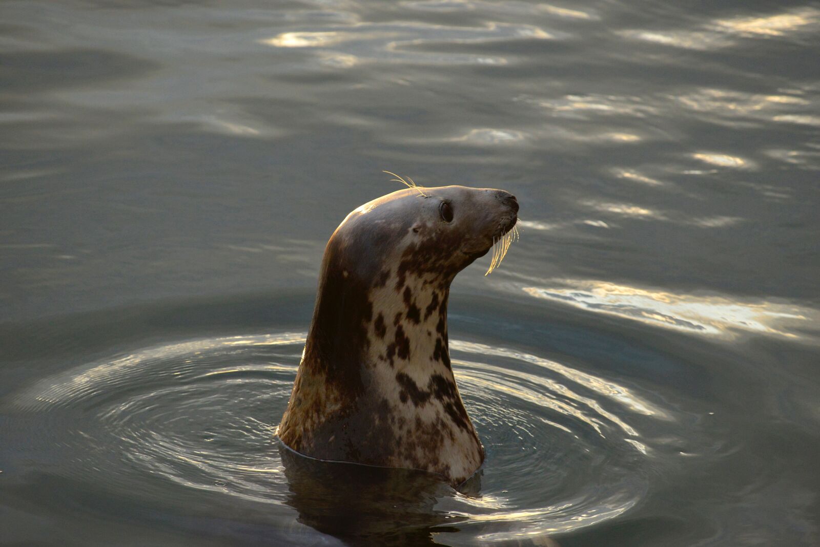 Nikon D610 sample photo. Seal, dunbar, harbour photography
