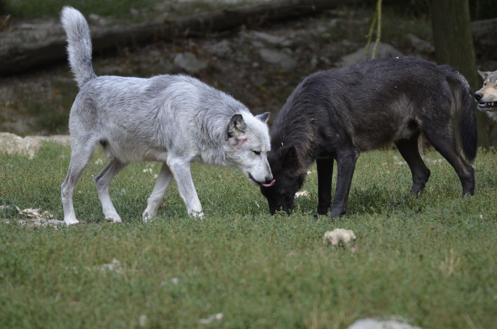 Nikon D5100 sample photo. Wolf, pack, predator photography