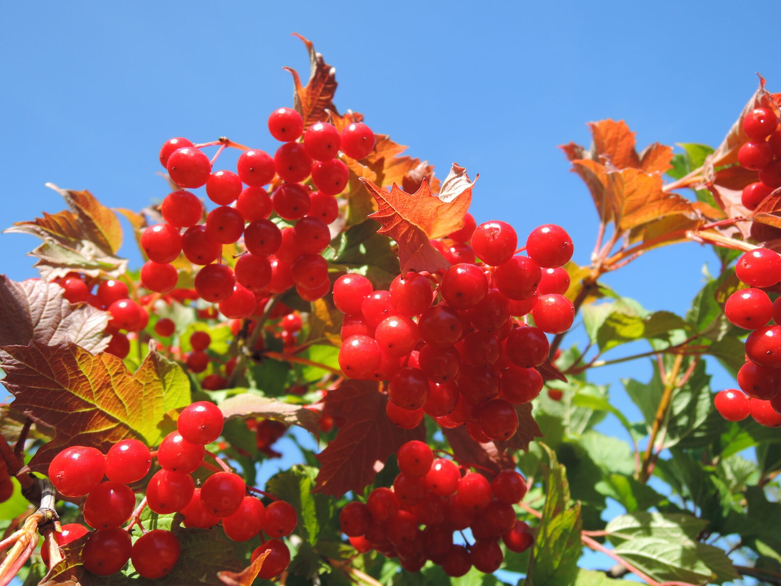 Nikon Coolpix P330 sample photo. Berries, bright, red, viburnum photography