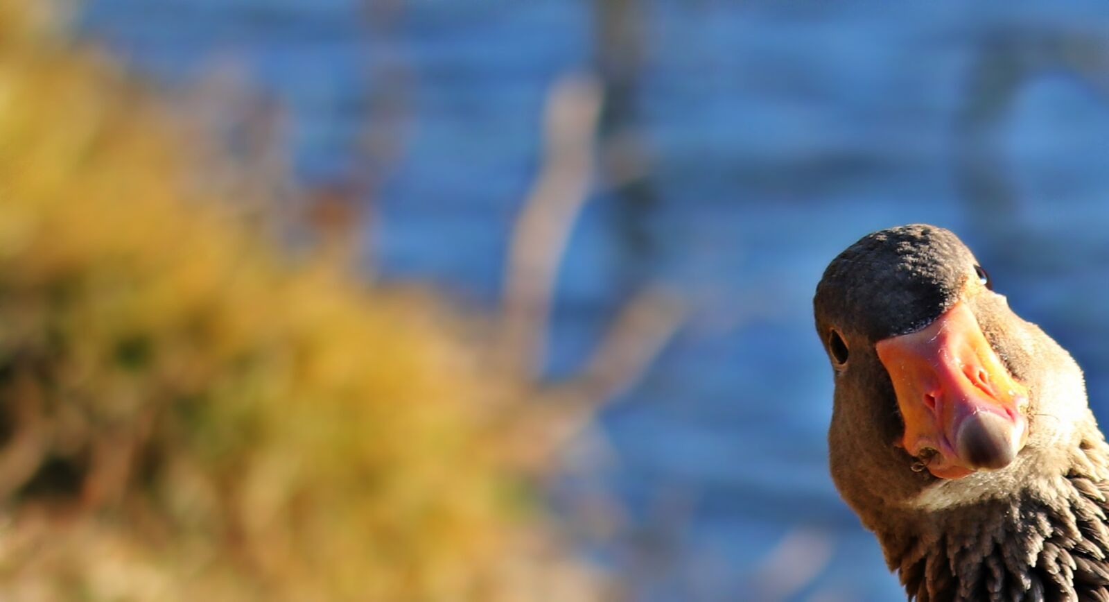 Canon EOS 80D sample photo. Goose, wild goose, bird photography