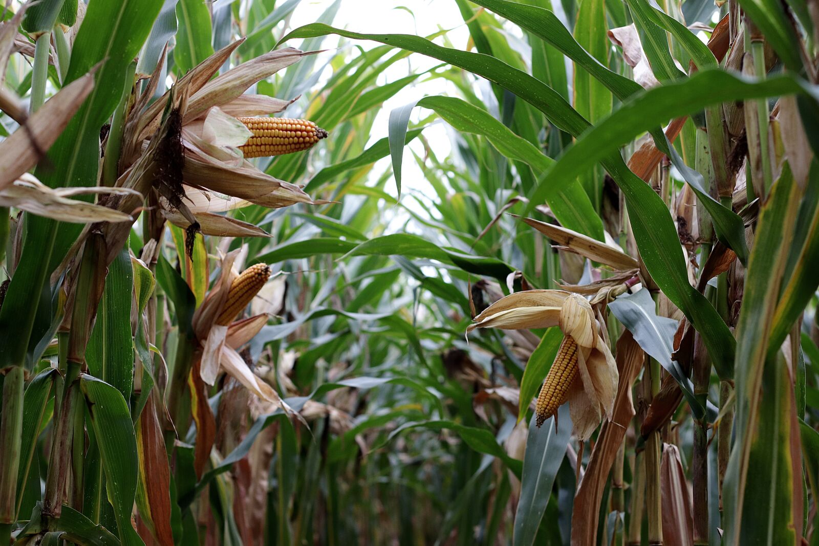 Canon EF 50mm F1.4 USM sample photo. Corn on the cob photography