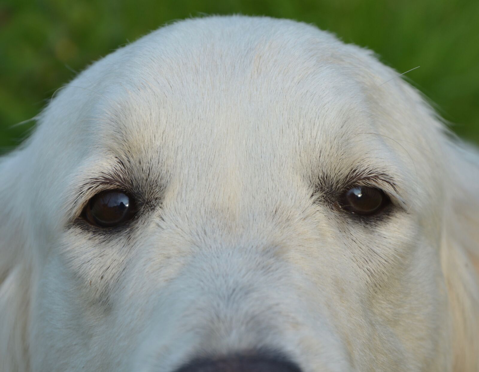 Nikon D5200 sample photo. Dog, next to dog photography