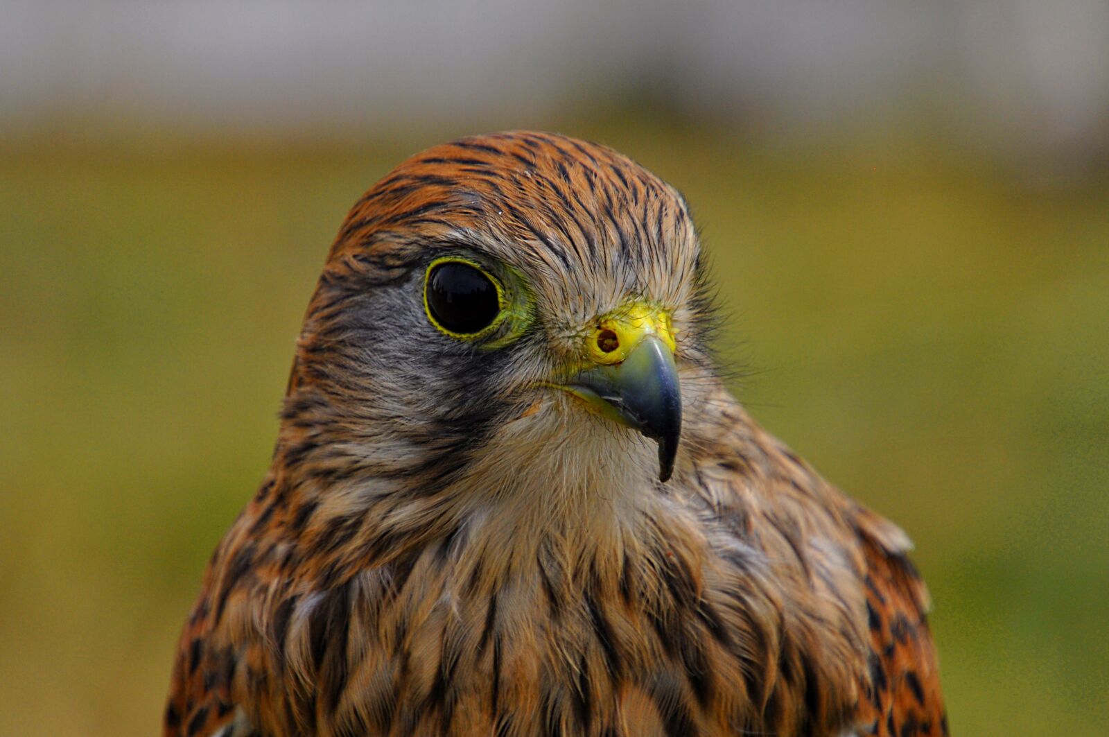 Nikon D5000 sample photo. Bird, eagle, predator photography