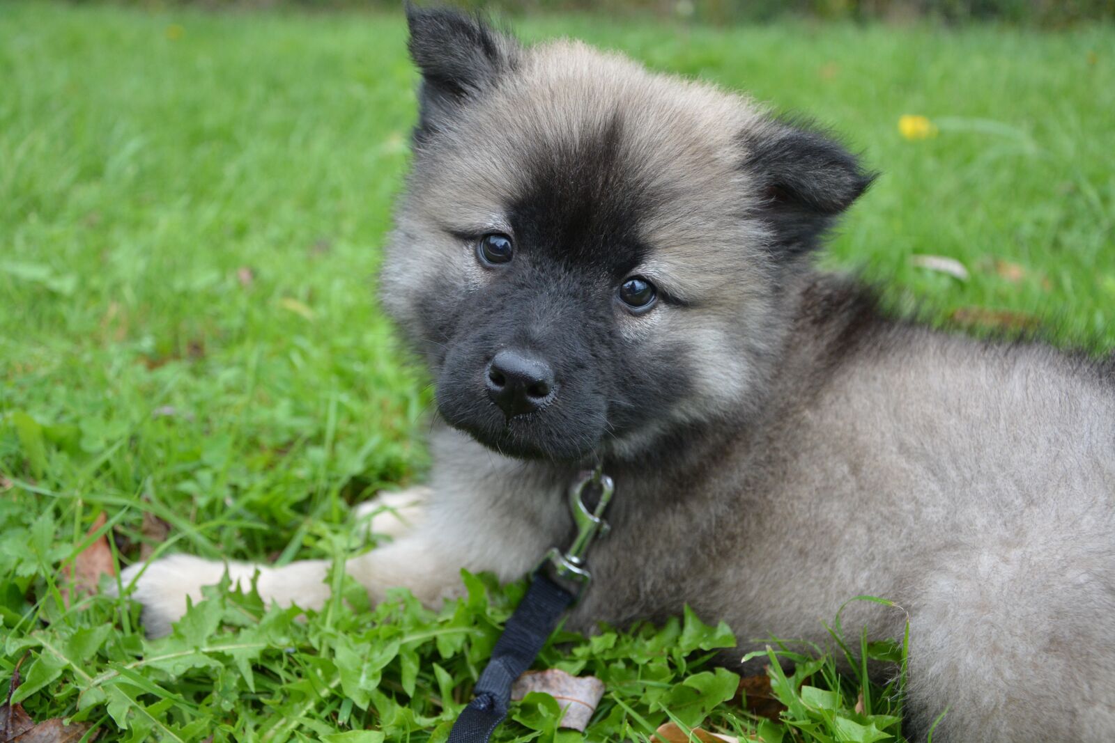 Nikon D5200 sample photo. Puppy, dog, bitch photography