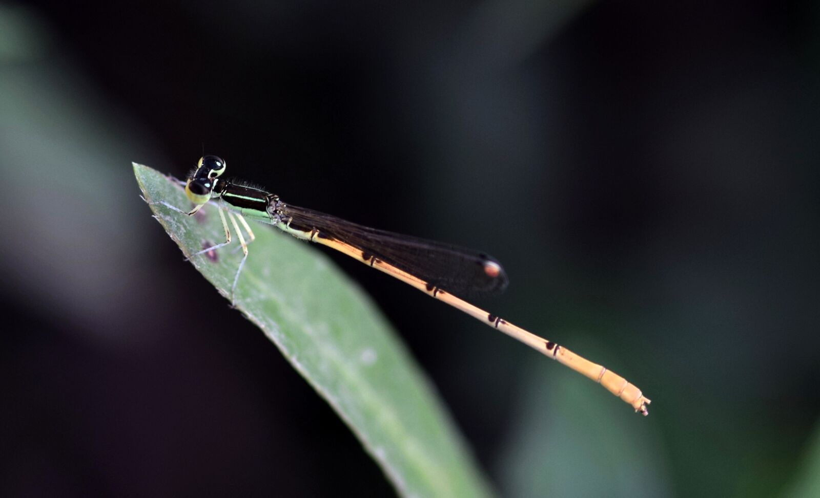 Nikon D5300 sample photo. Damselfly, insect, insectoid photography