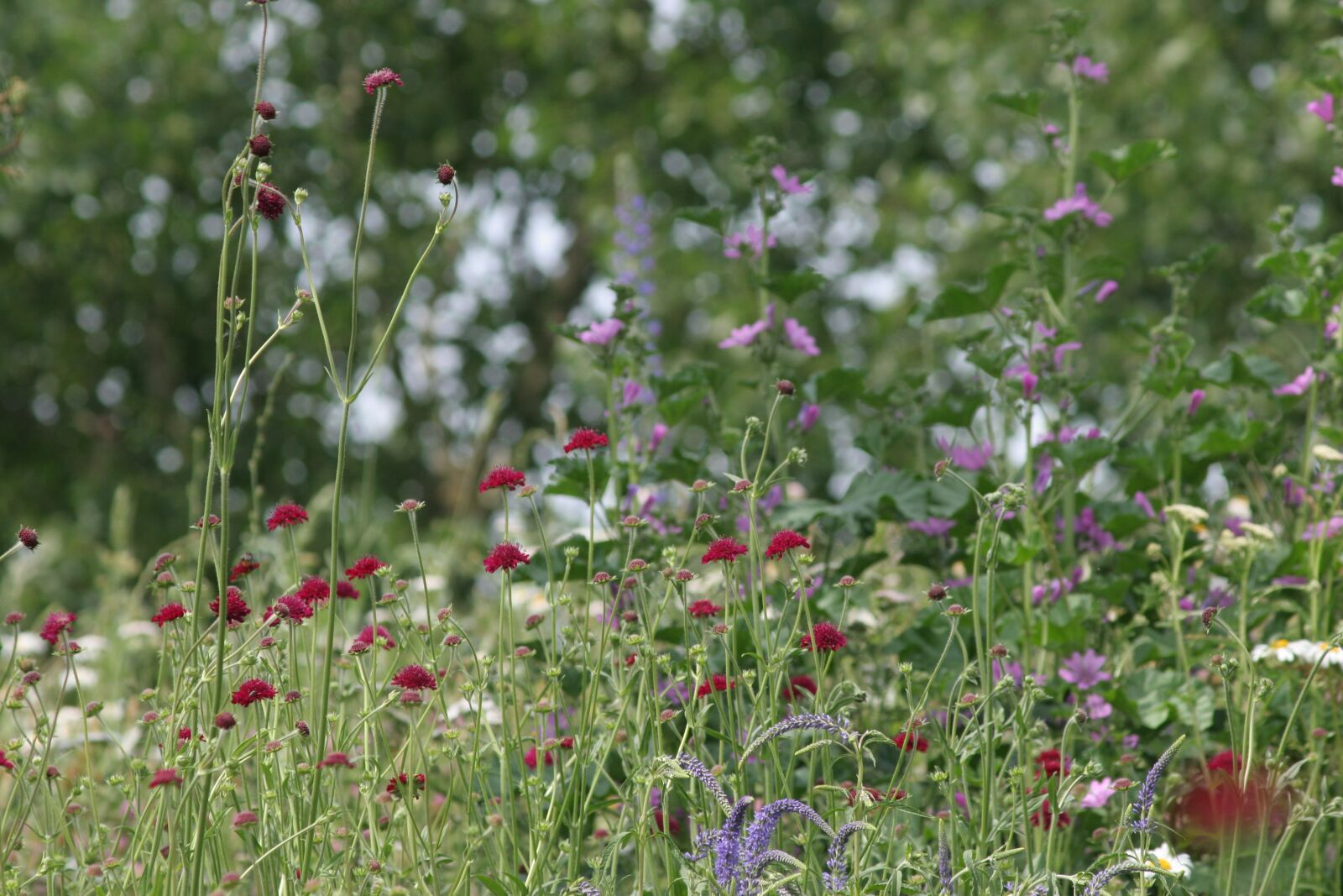 Canon EOS 20D sample photo. Flower strips, flowers, wild photography