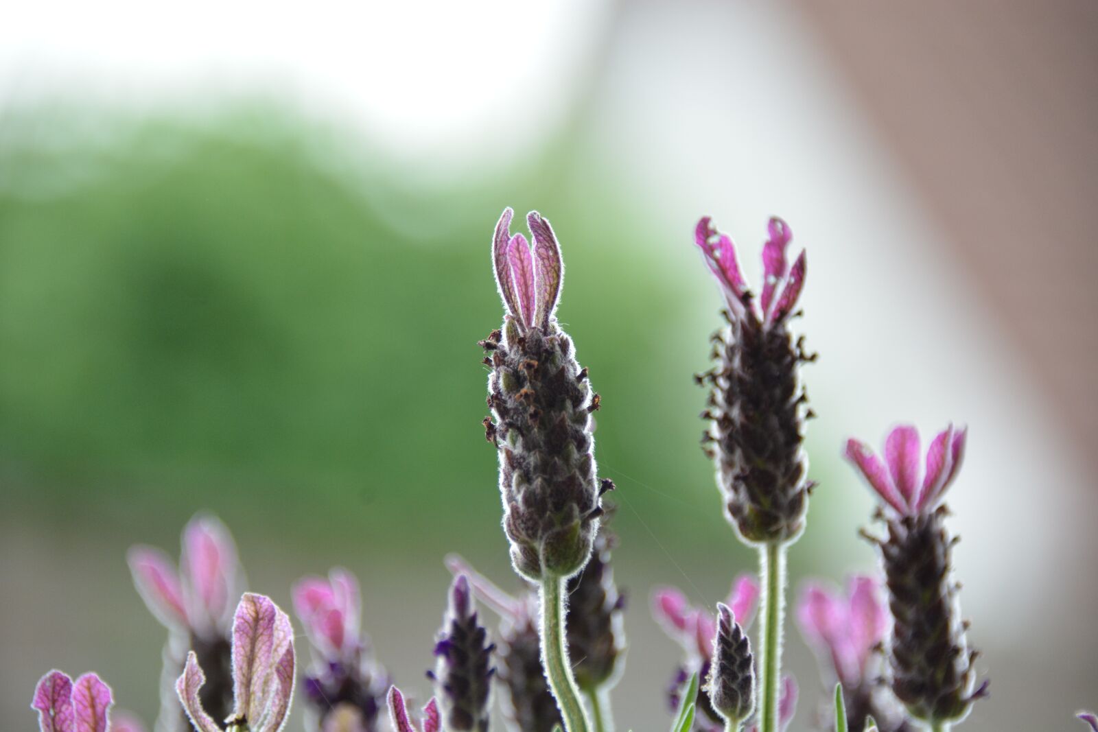 Nikon D7100 sample photo. Lavender, lilac, airy photography