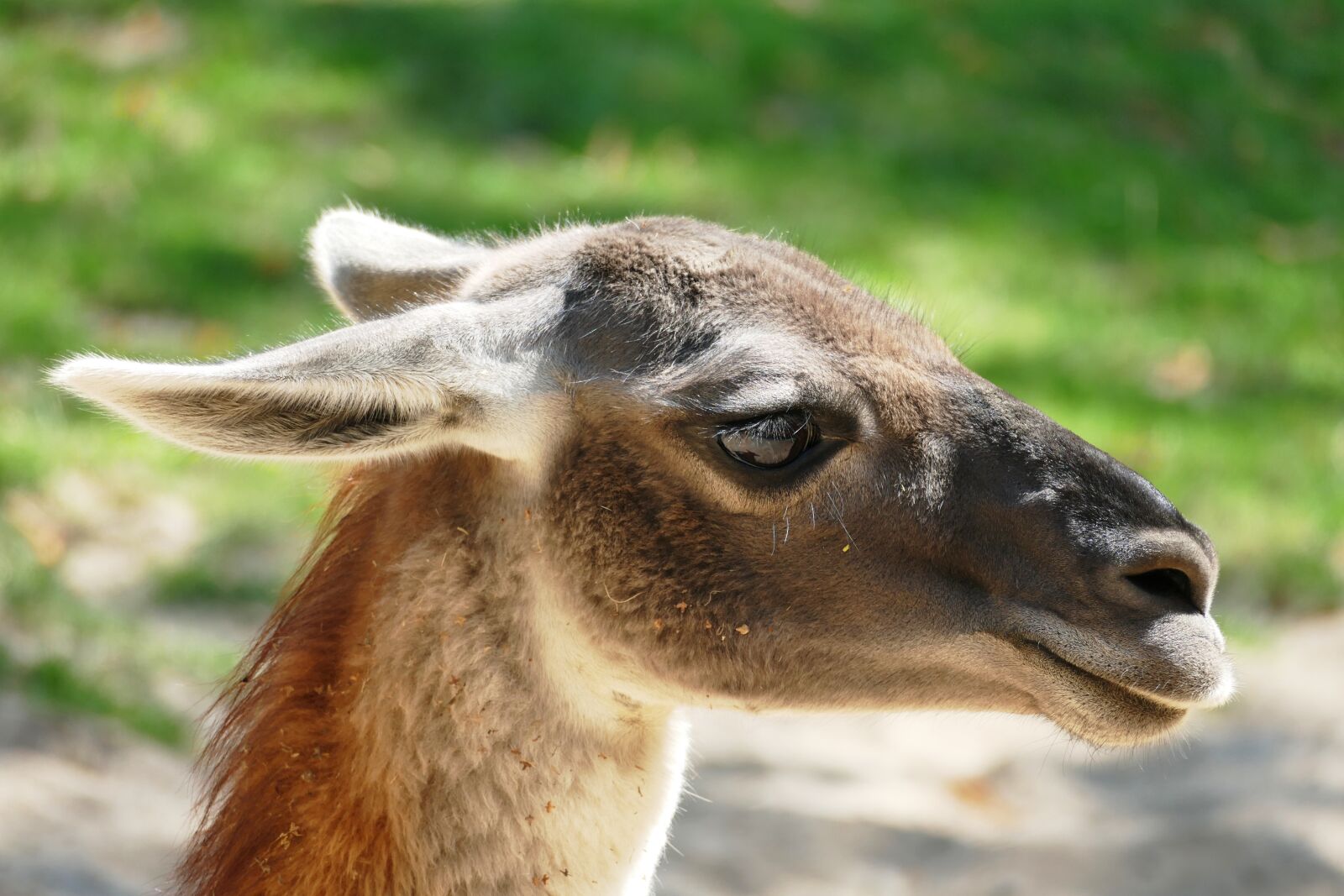 Panasonic Lumix DMC-FZ1000 sample photo. Guanaco, lama guanicoe, huanako photography