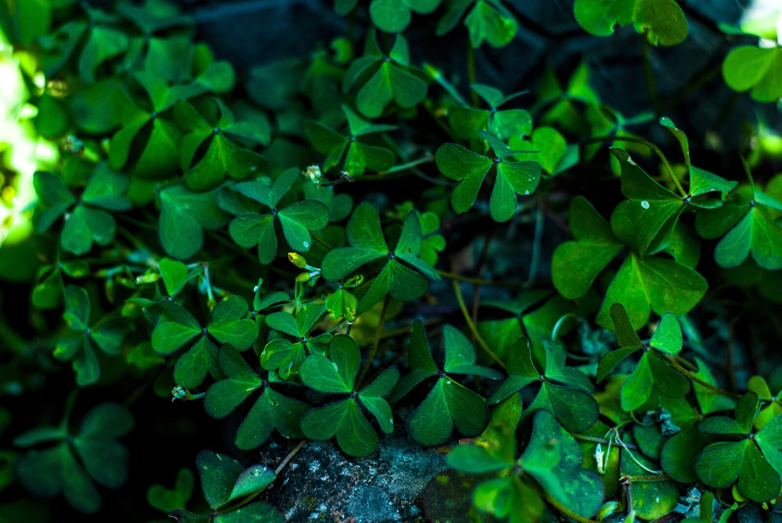 Nikon D60 sample photo. Grass, clover, green photography