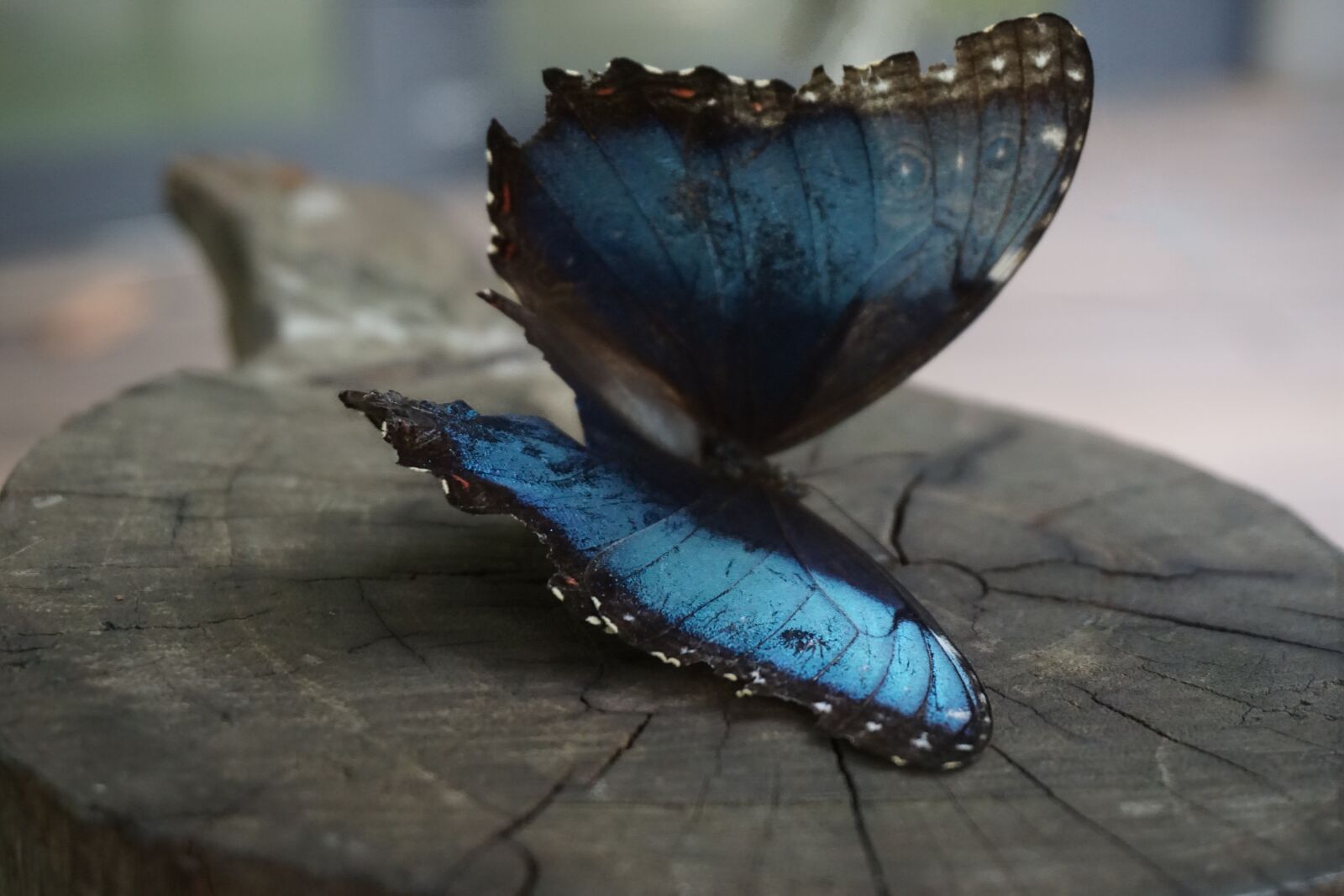 Sony E 16-50mm F3.5-5.6 PZ OSS sample photo. Insect, butterfly, color photography