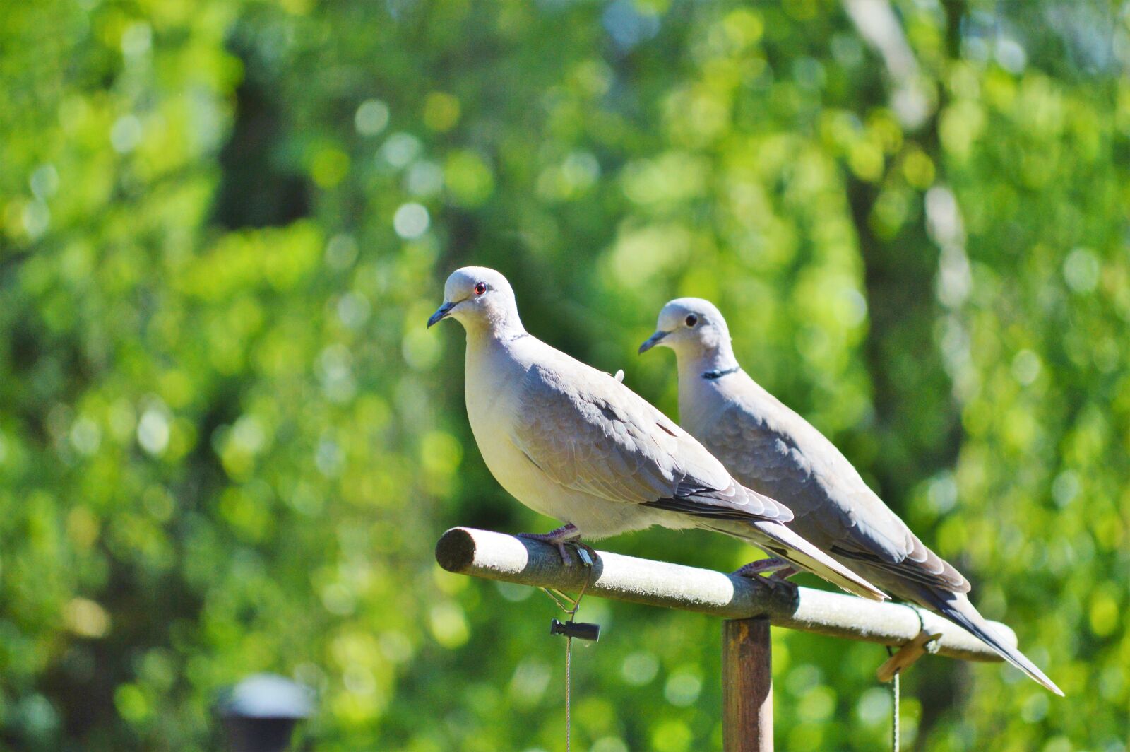 Nikon D3200 sample photo. Pigeons, birds, animal photography