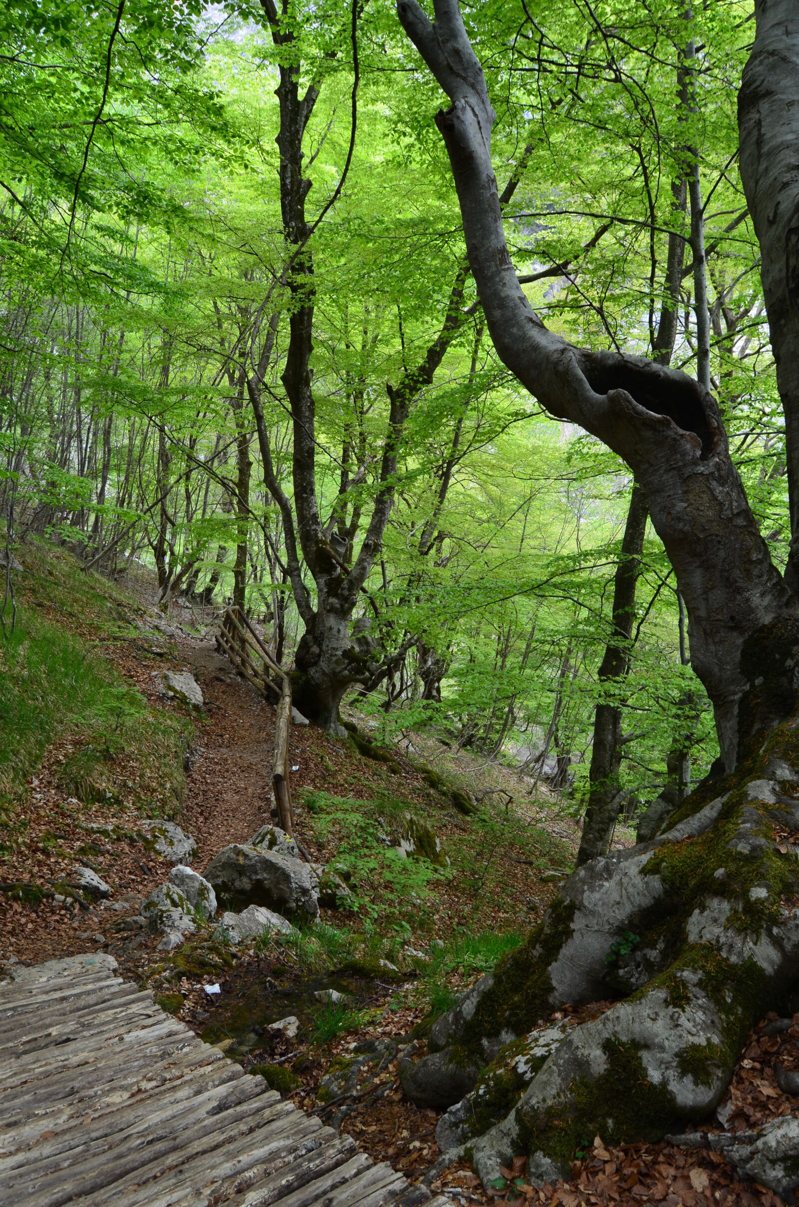 Nikon D5100 sample photo. Trunks, trees, into the photography