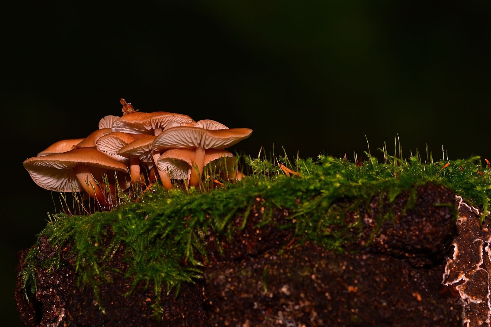 Nikon D5200 sample photo. Forest, mushrooms, moss photography