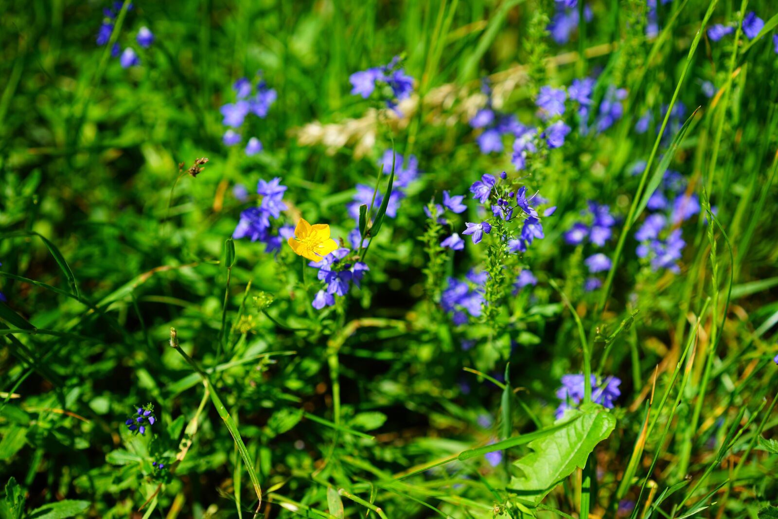 Sony a7 sample photo. Sharp buttercup, flower, yellow photography