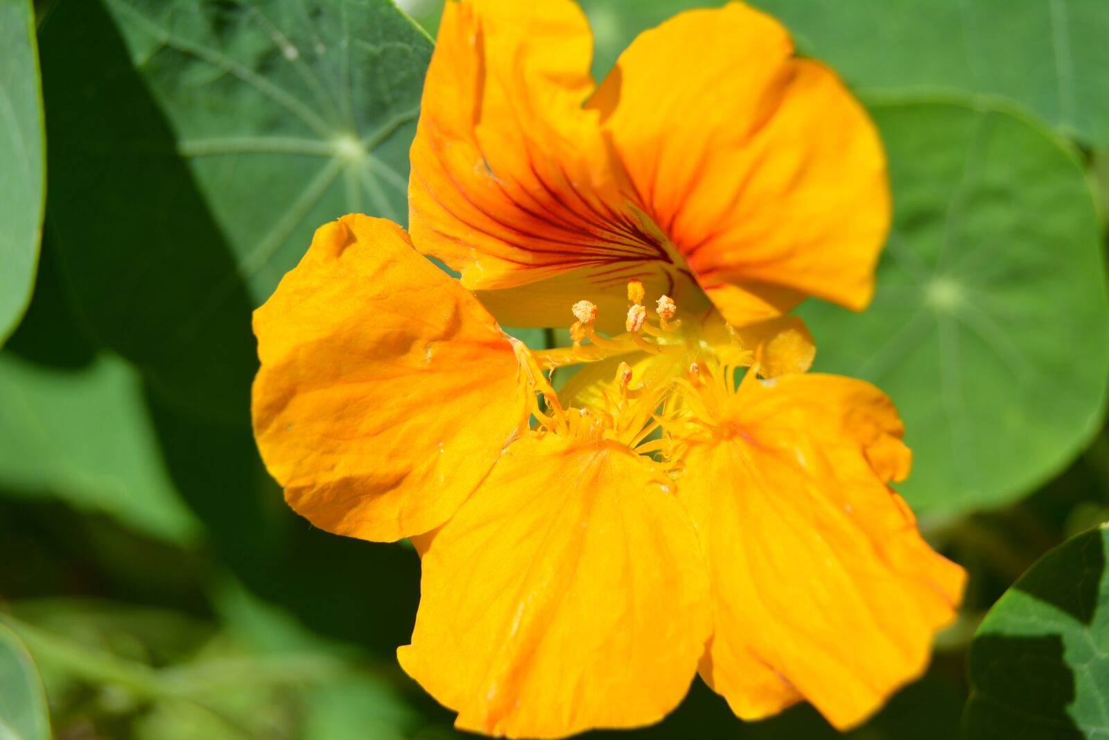 Nikon D5200 sample photo. Flower, yellow, the nasturtium photography