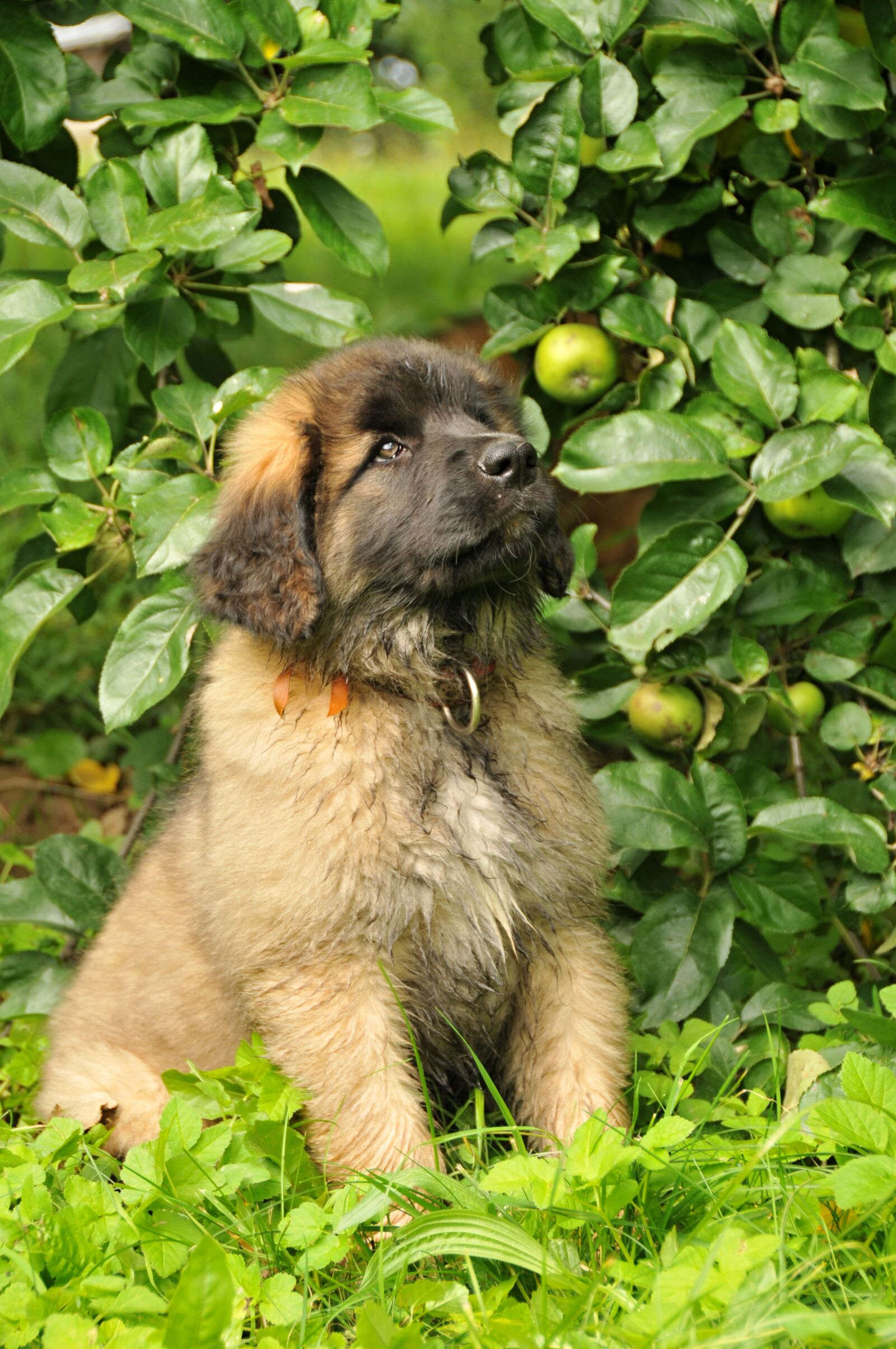 Nikon D300 sample photo. Leonberger, dog, puppy photography