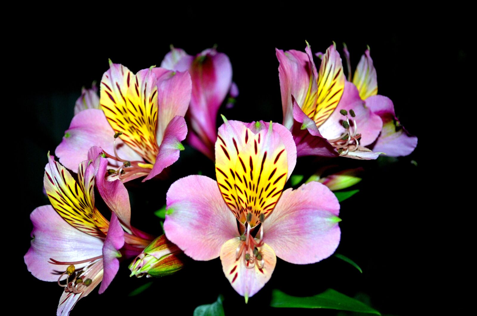 Nikon D5100 sample photo. Iris, nature, flower photography