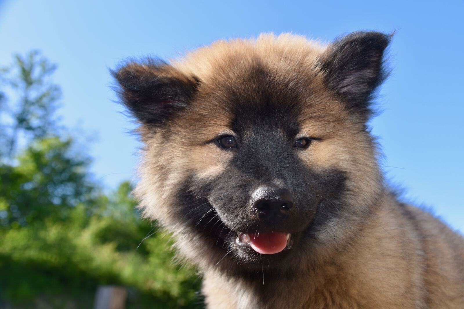 Nikon D5600 sample photo. Dog, pup, puppy photography