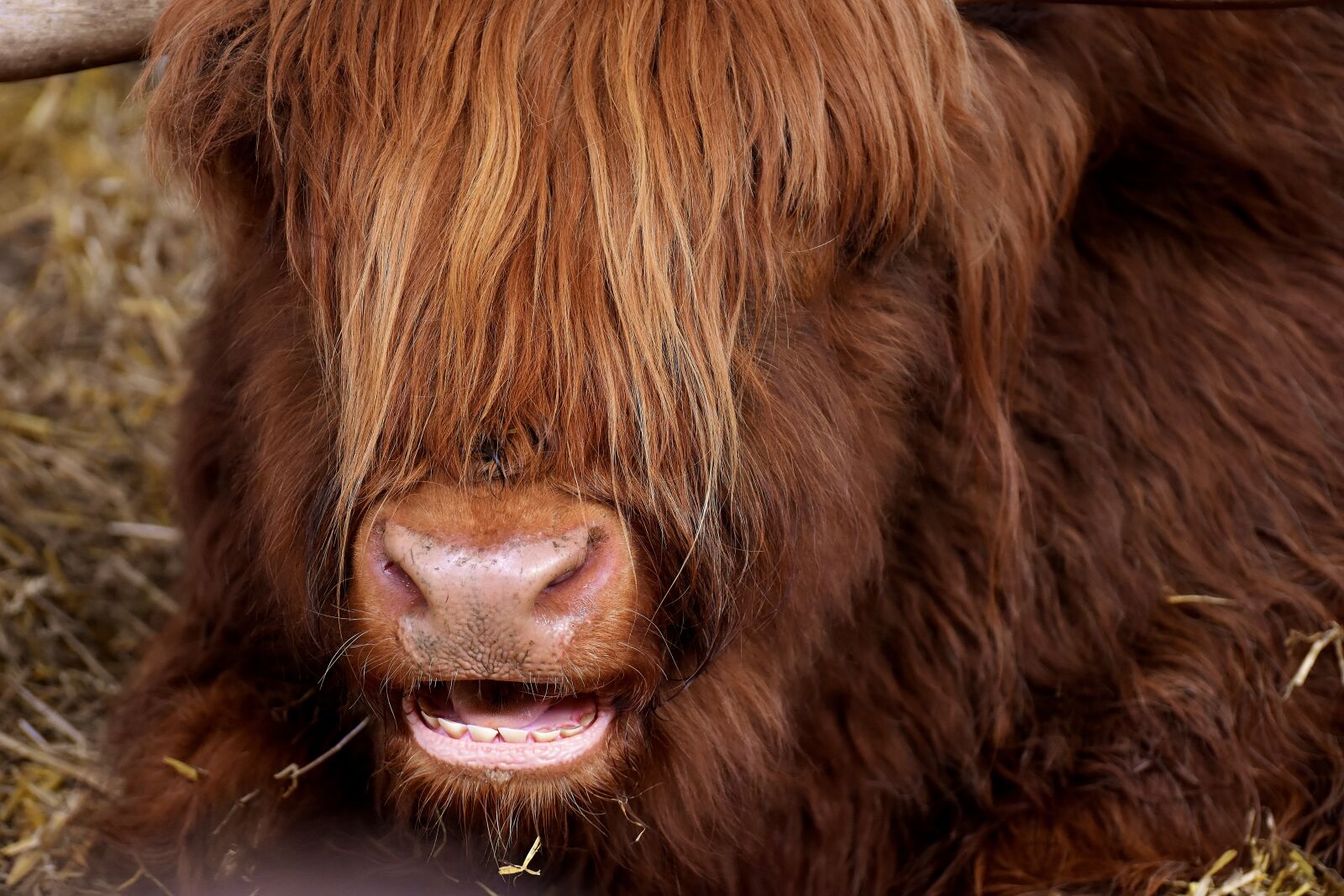 Nikon D7200 sample photo. Highland beef, head, chew photography