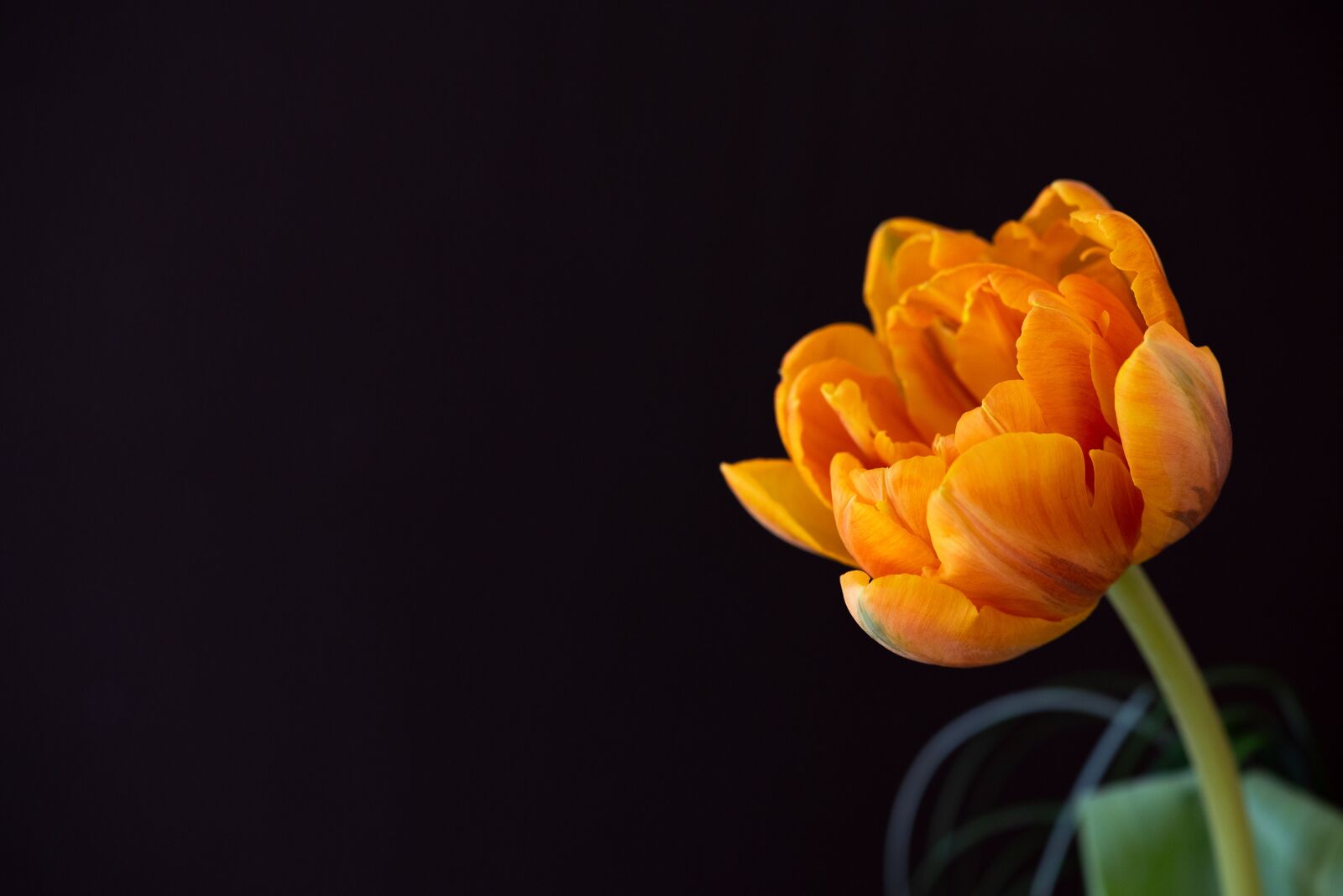 Nikon D750 sample photo. Tulip, flower, filled photography