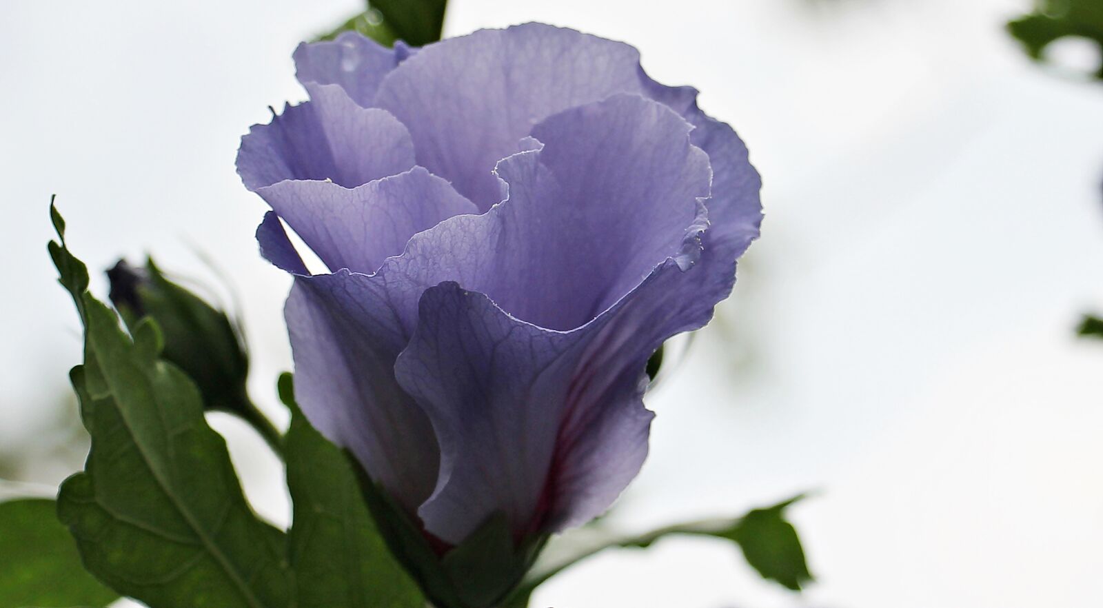 Canon EOS 550D (EOS Rebel T2i / EOS Kiss X4) sample photo. Mallow, flower, blossom photography