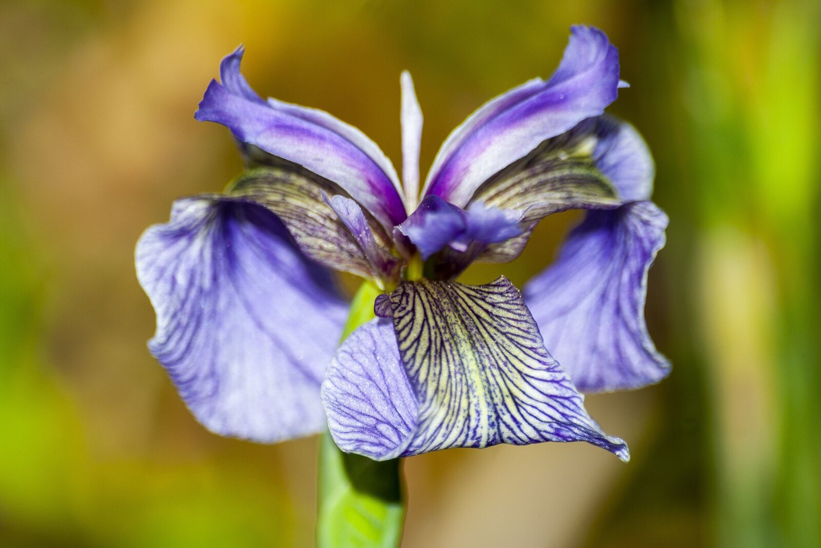 Canon EOS 350D (EOS Digital Rebel XT / EOS Kiss Digital N) sample photo. Iris, iris pallida, flower photography