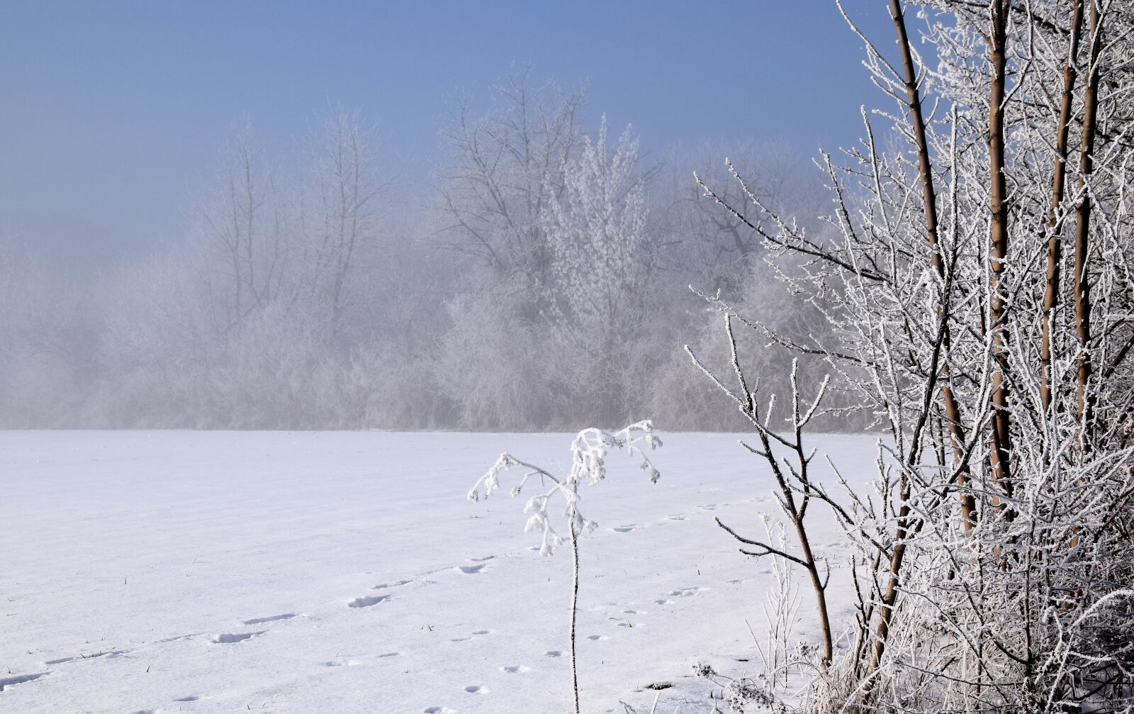 Nikon D3300 sample photo. Wintry, trees, winter mood photography