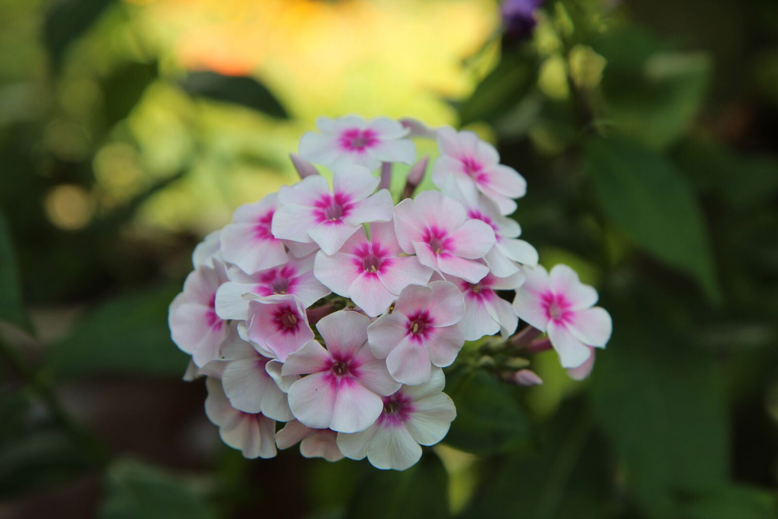 Canon EOS 600D (Rebel EOS T3i / EOS Kiss X5) sample photo. Flowering, summer flowers, flowers photography