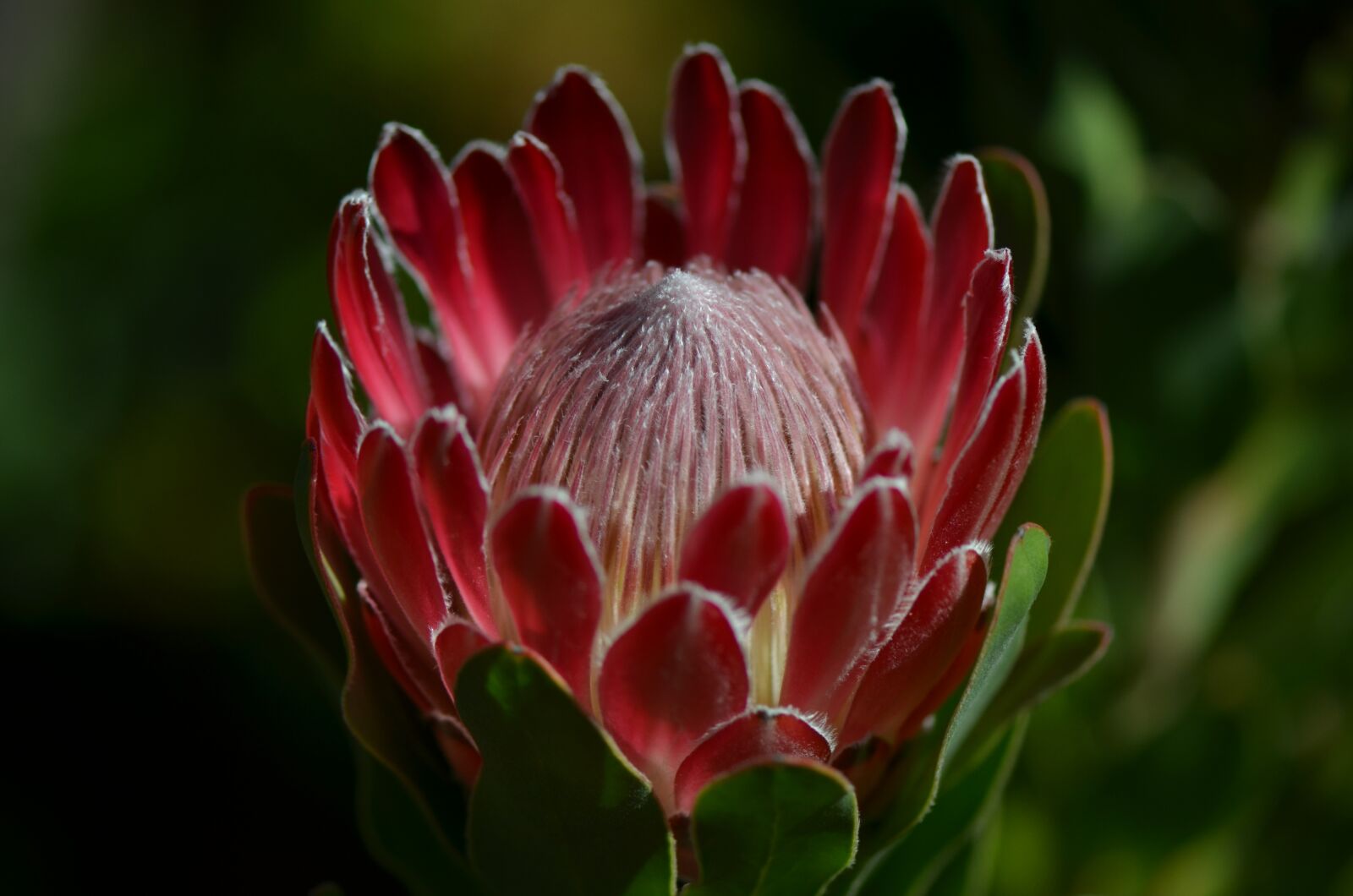 Nikon D7000 sample photo. Flower, waratah, flora photography