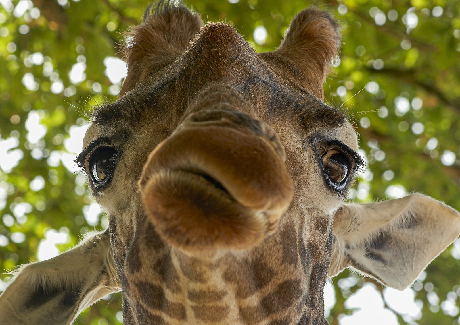 Canon EOS 20D sample photo. Animals, close up, eyes photography