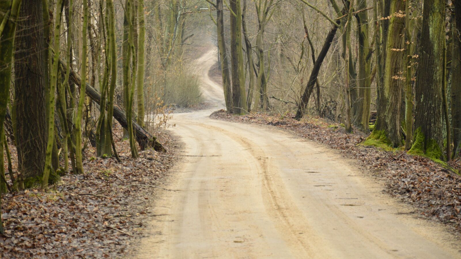 Nikon D3200 sample photo. Way, forest, tree photography