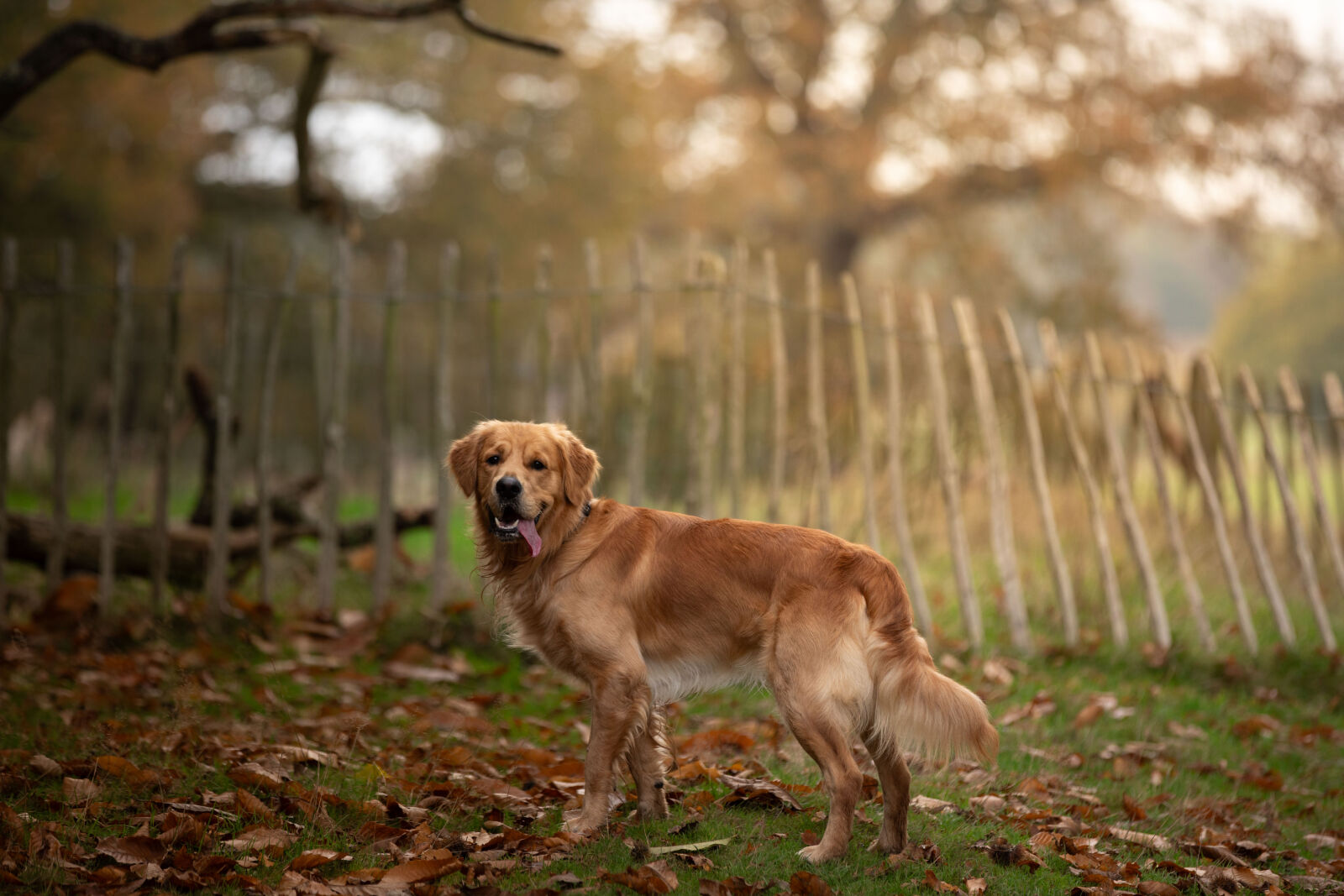 Canon EF 70-200mm F2.8L IS II USM sample photo