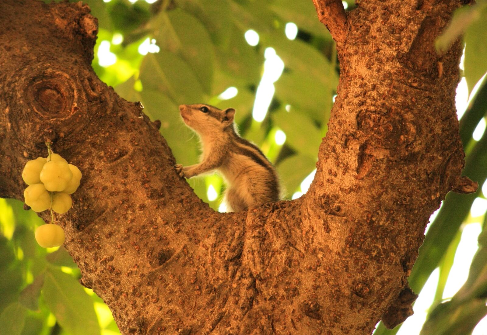 Canon EOS 1000D (EOS Digital Rebel XS / EOS Kiss F) sample photo. Squirrel, animal, tree photography