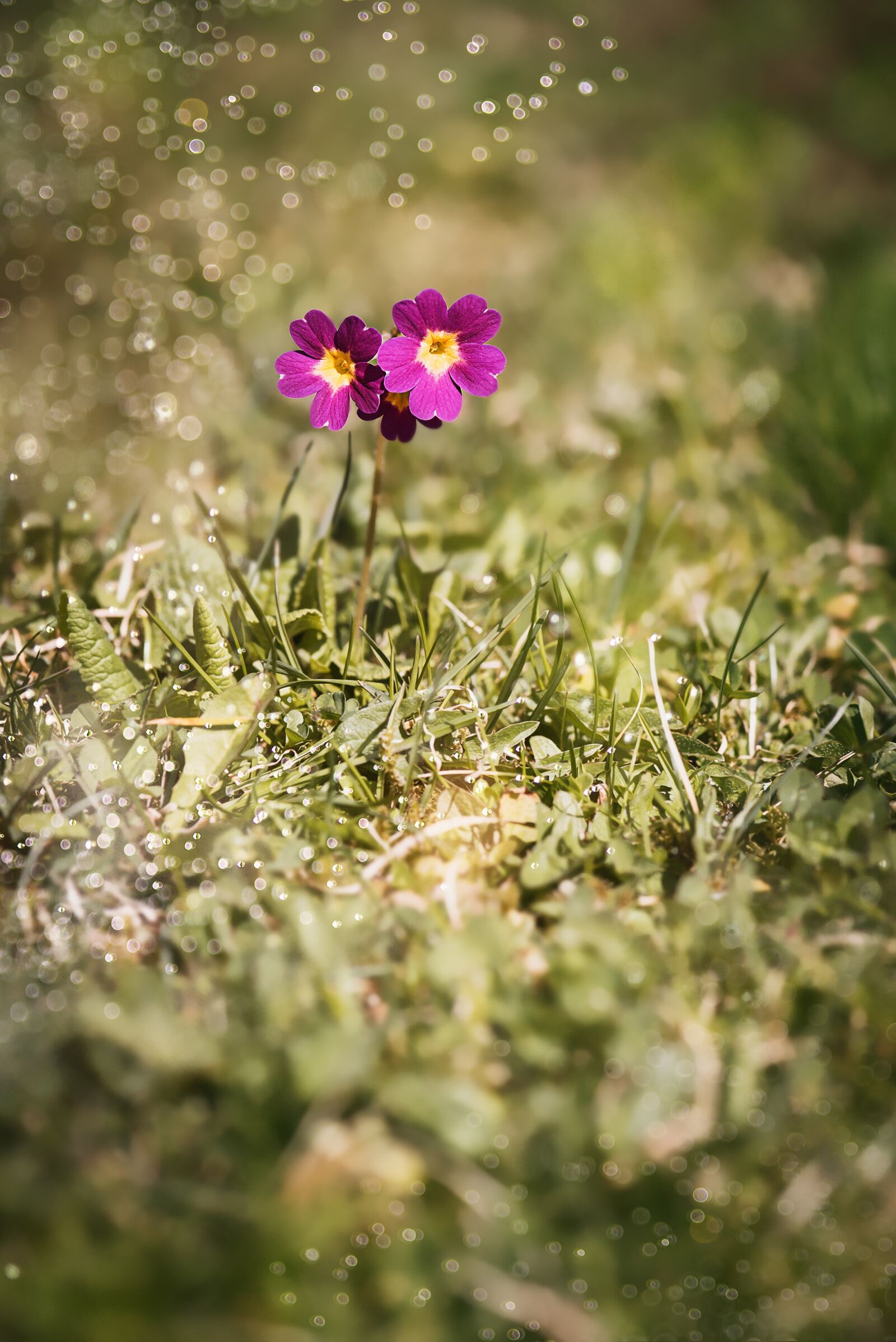 Nikon D750 sample photo. Primrose, auricula, alpine auricula photography