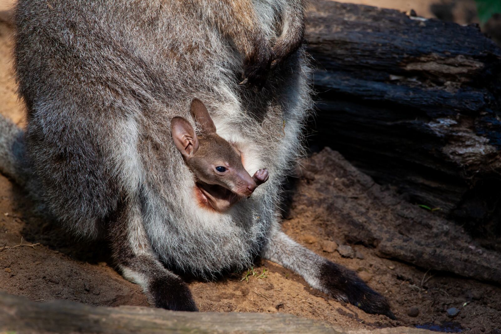150-600mm F5-6.3 DG OS HSM | Contemporary 015 sample photo. Red necked wallaby, wallaby photography