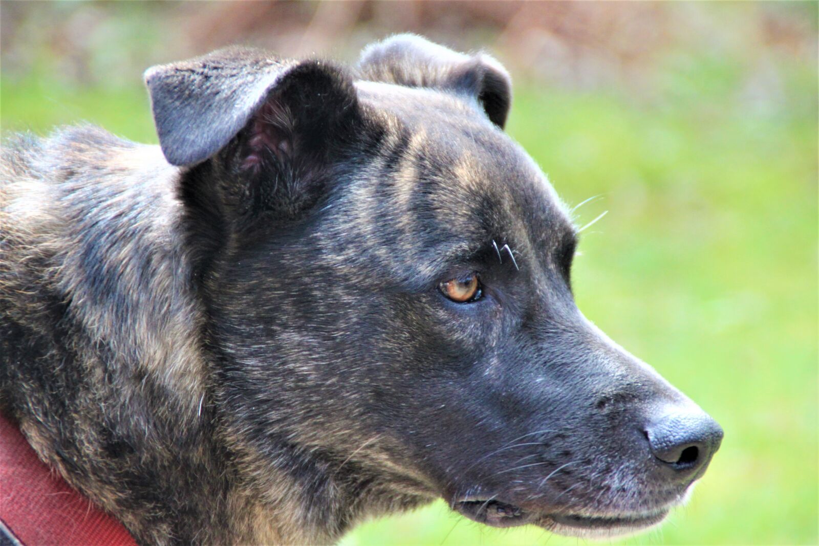 Canon EOS 500D (EOS Rebel T1i / EOS Kiss X3) sample photo. Dog, hybrid, animal photography