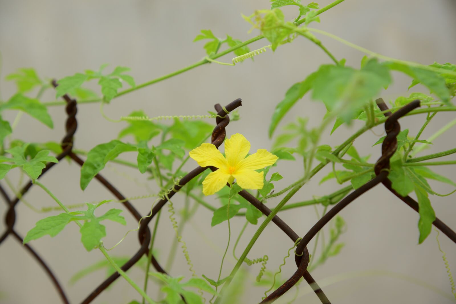 Nikon D750 sample photo. Wallpaper, green, flower photography