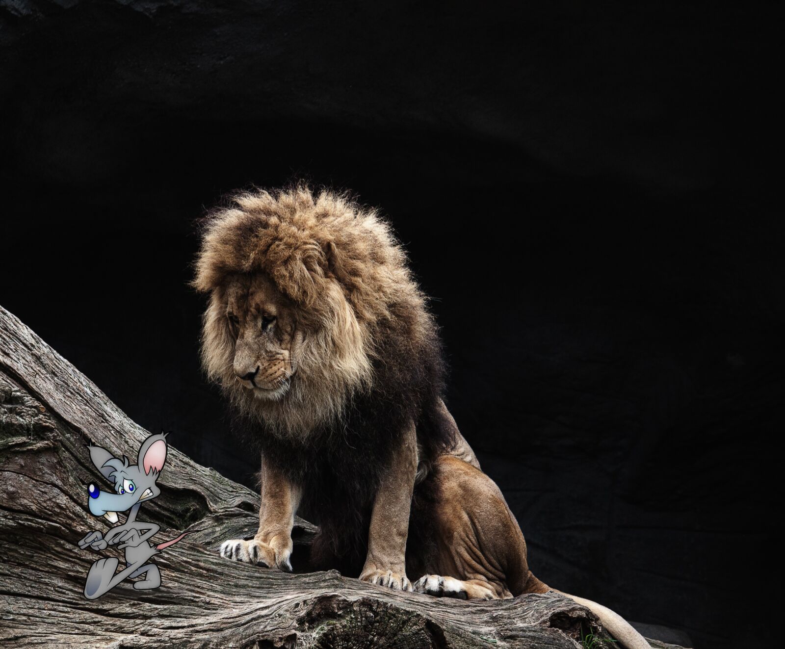 Canon EOS 50D + Canon EF-S 55-250mm F4-5.6 IS STM sample photo. Lion, mouse, composing photography