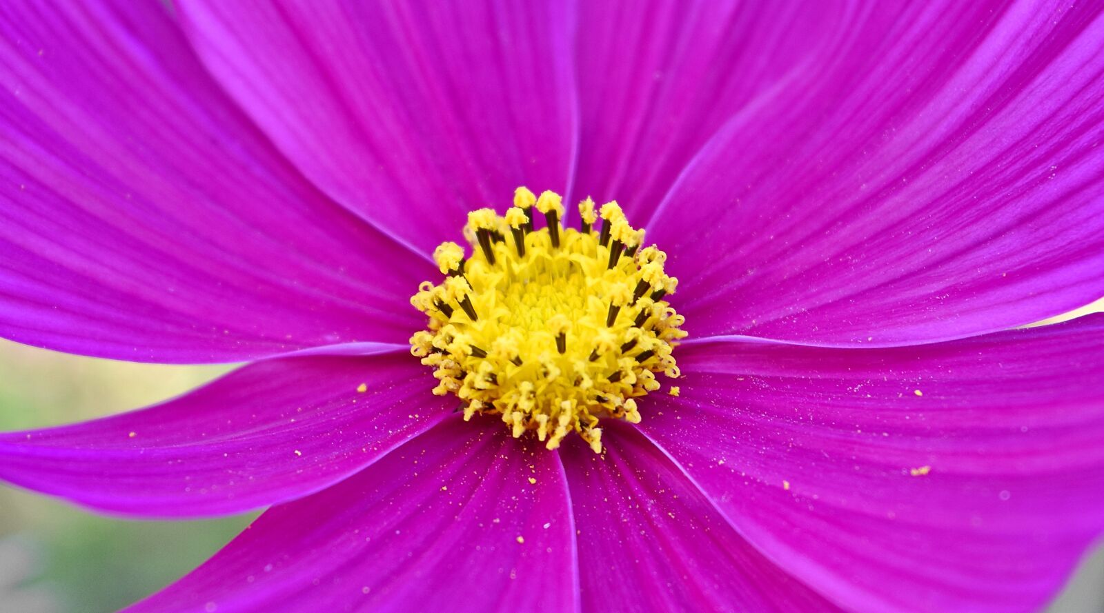 Nikon D5500 sample photo. Flora, flower, nature, plant photography