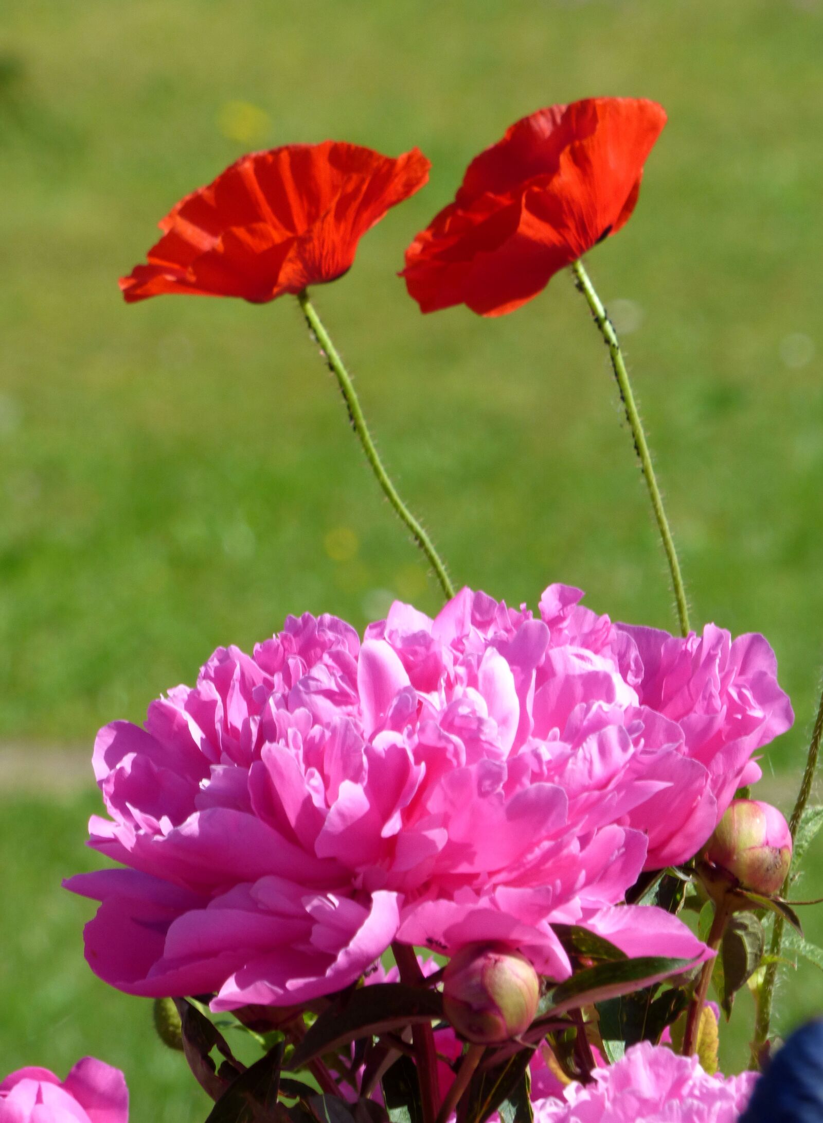 Panasonic DMC-FZ72 sample photo. Peonies, poppies, flowers photography