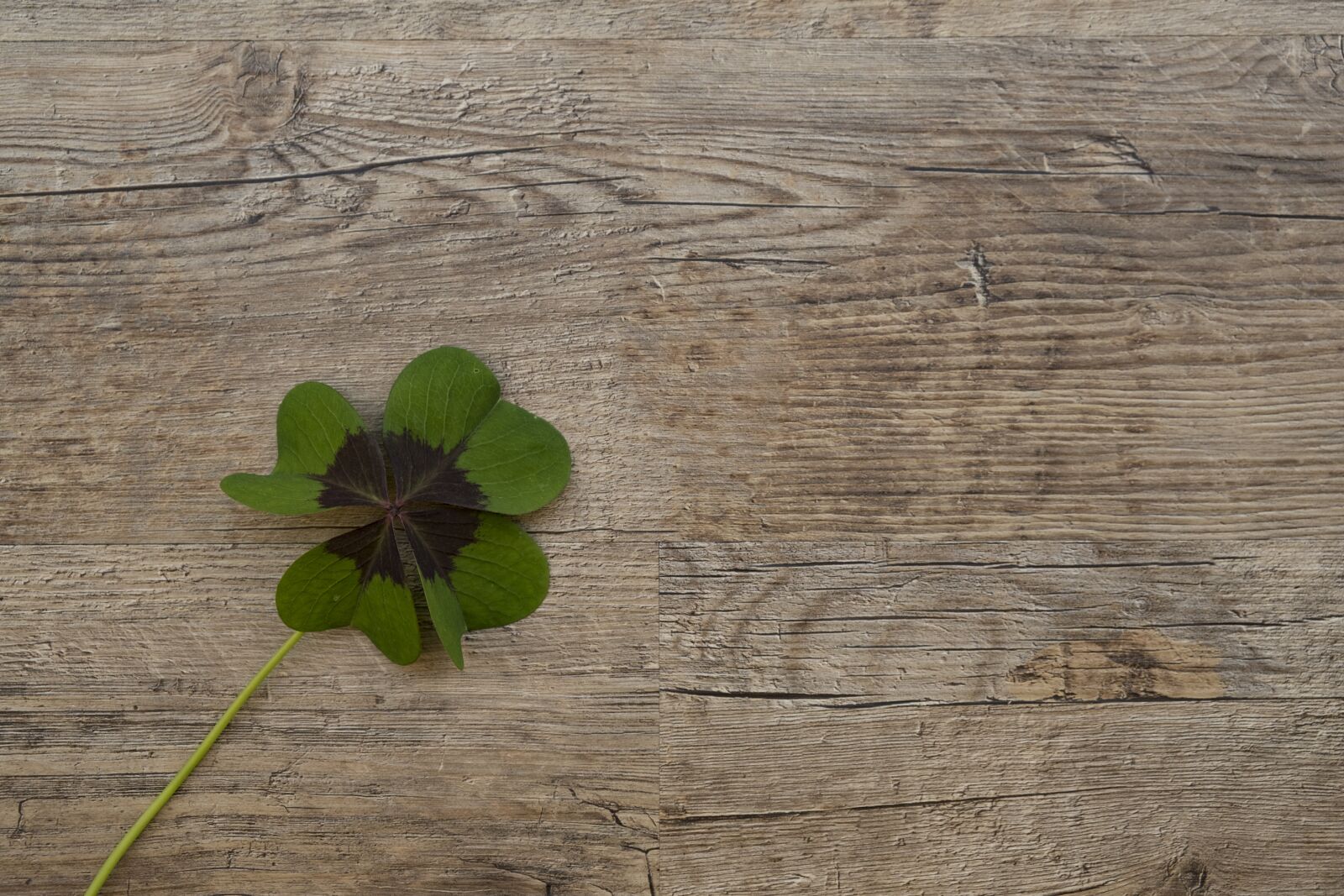 Fujifilm XF 18-55mm F2.8-4 R LM OIS sample photo. Klee, lucky clover, luck photography