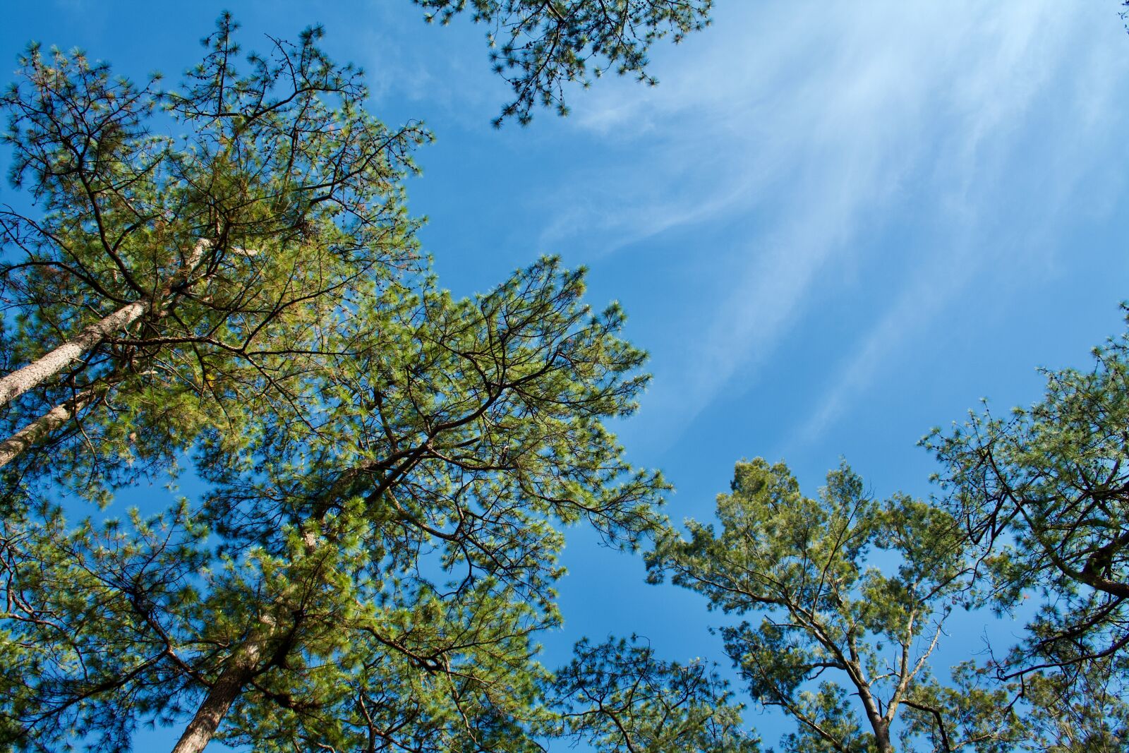 Canon EOS 1000D (EOS Digital Rebel XS / EOS Kiss F) sample photo. Sky, trees, baguio photography
