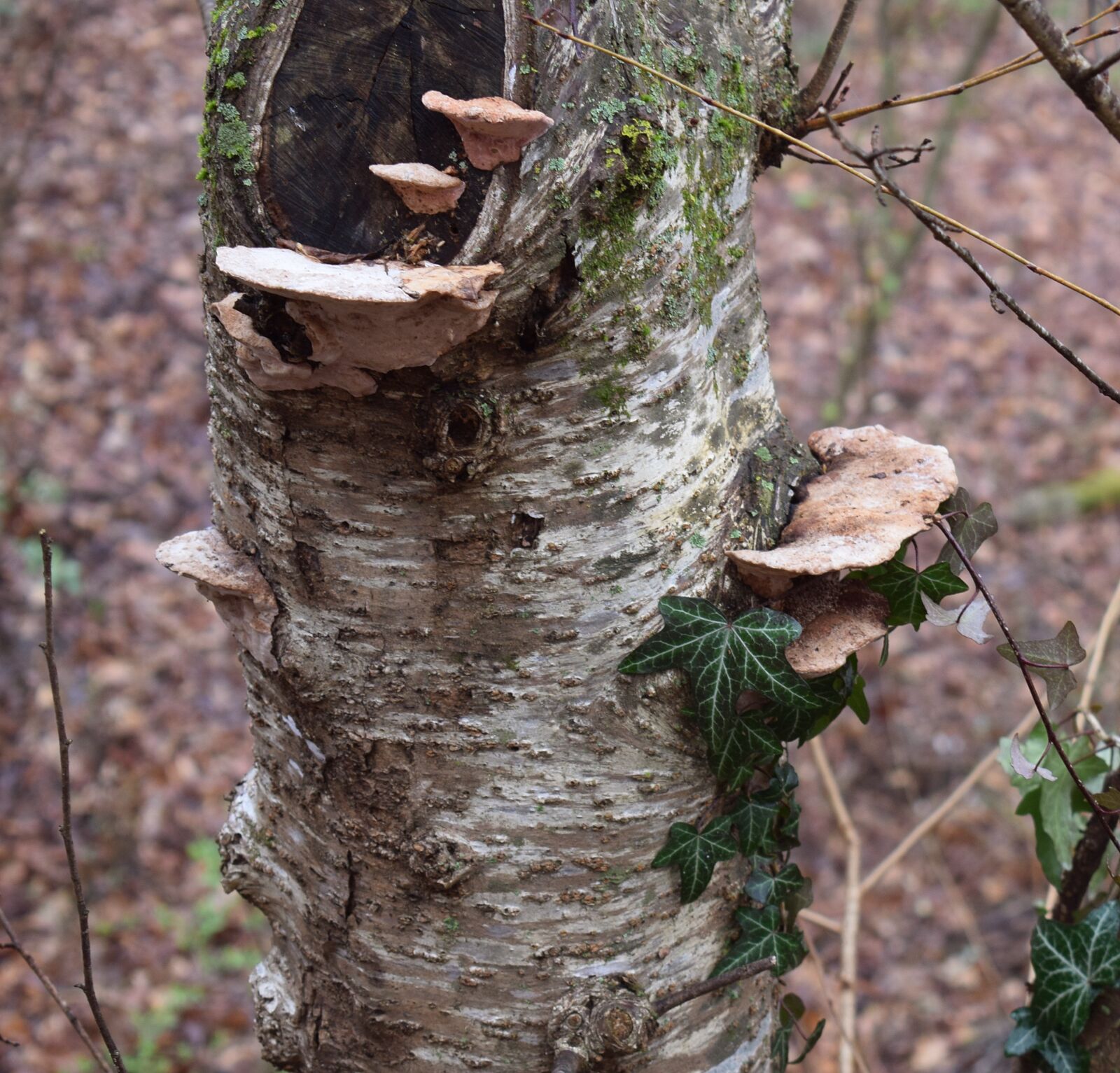 Nikon D3300 sample photo. Shelf fungus on tree photography