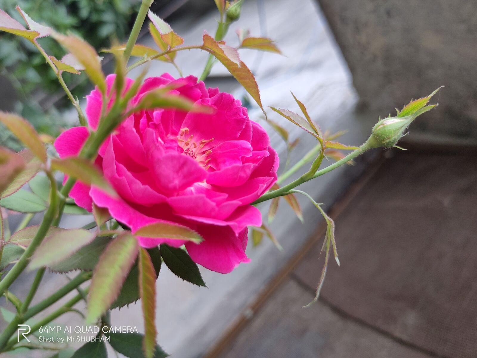 Realme XT sample photo. Sunday, sunlight, peace photography