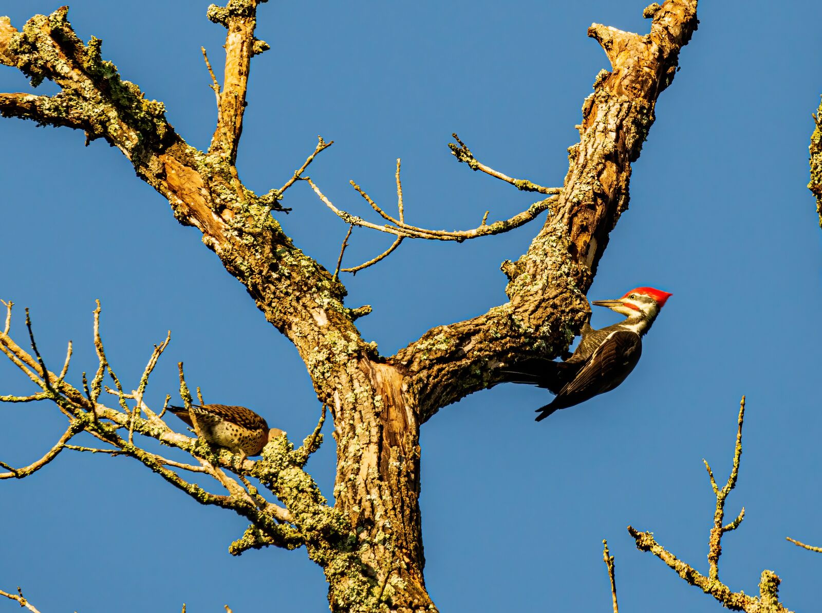 Sony a6400 sample photo. "Pileated woodpecker, pileated woodpecker" photography
