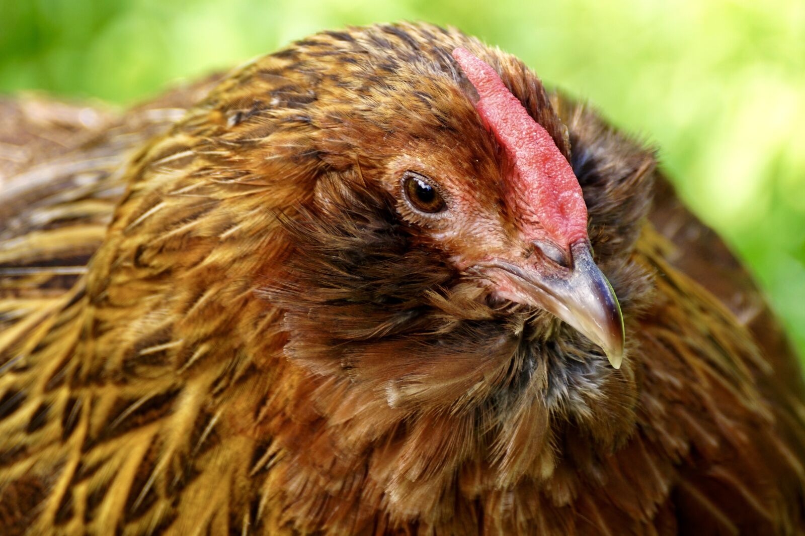 Sony DT 55-300mm F4.5-5.6 SAM sample photo. Chicken, bird, cockscomb photography